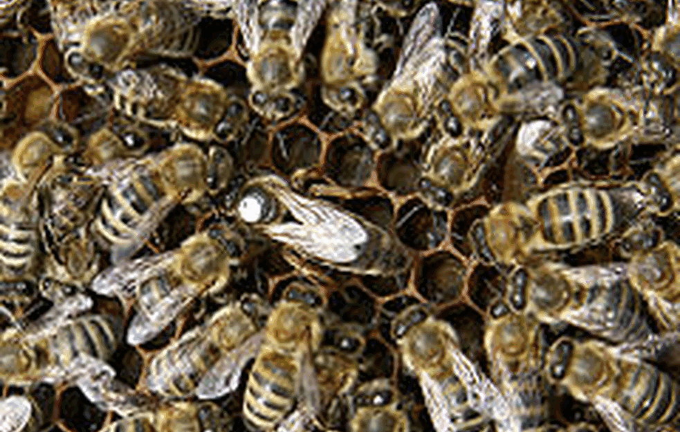 Beograđani, čuvajte se: Ima 3.000 rojeva odbeglih pčela i mnogo su nervozne